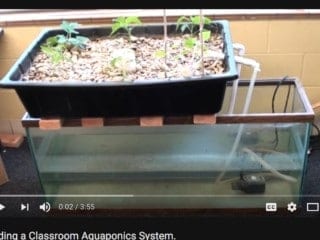 Aquaponics pic 1