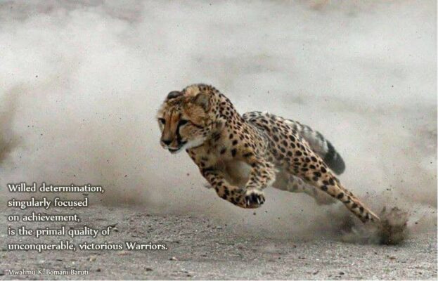 Baruti primal quality