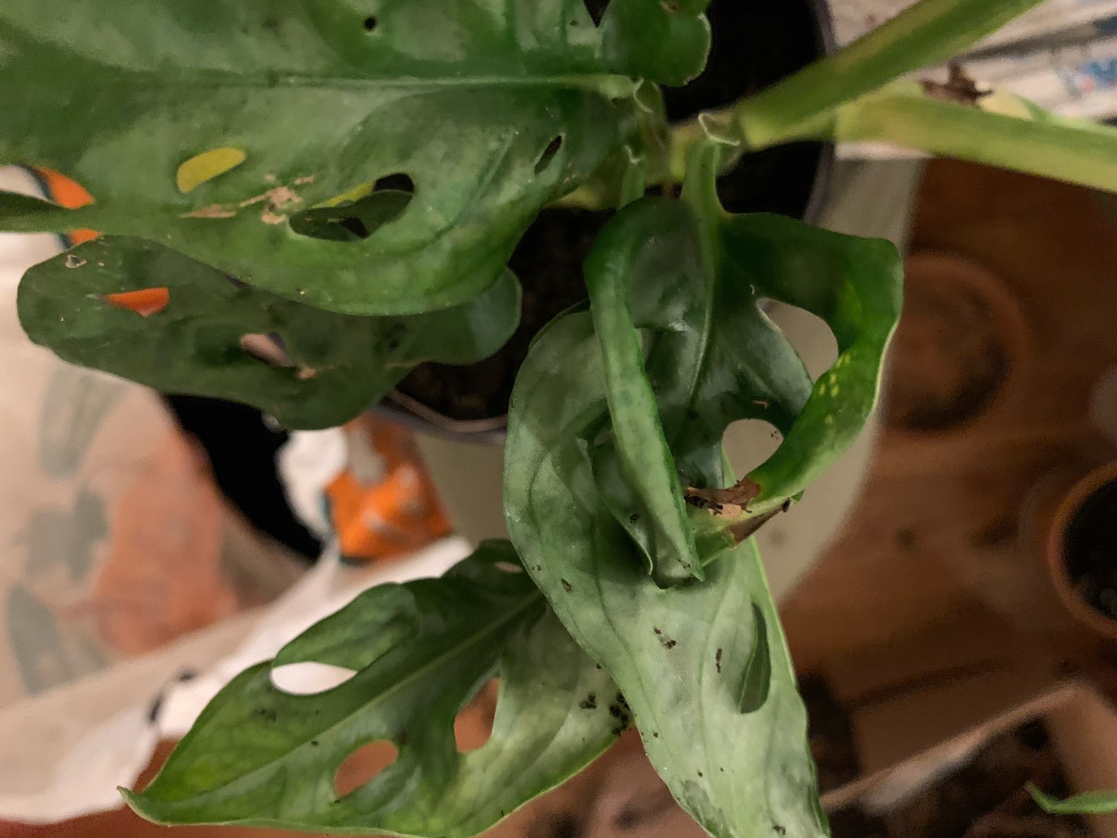 4932F9C1-6642-4858-AF0D-CBCD2F632CFE