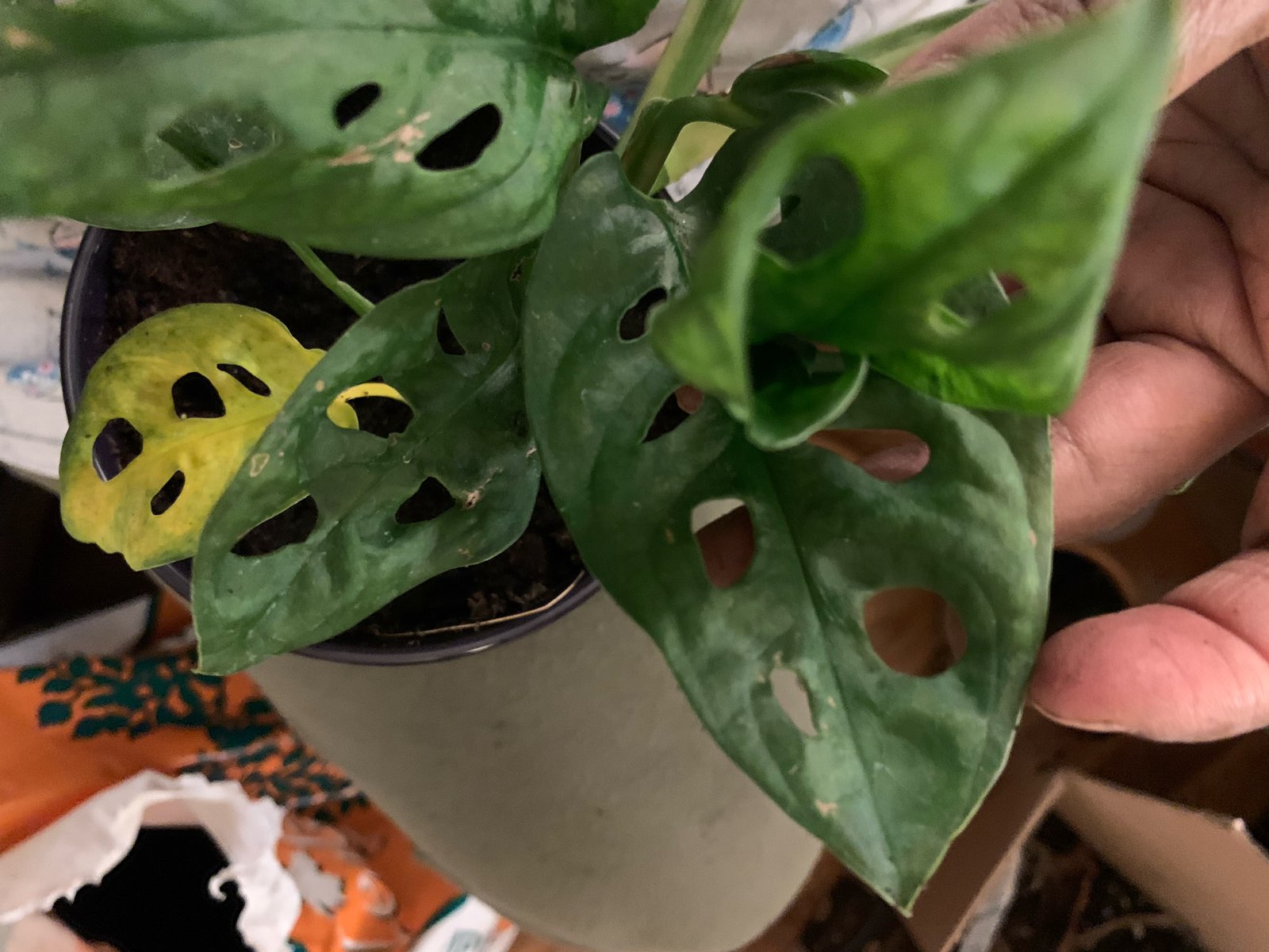 CF721719-899A-4B36-A767-2A3AE2CE9D6C