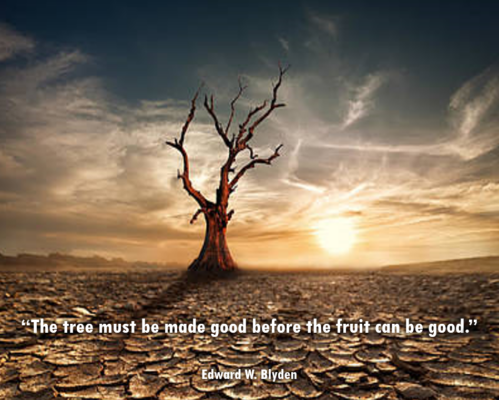 Blyden tree made good