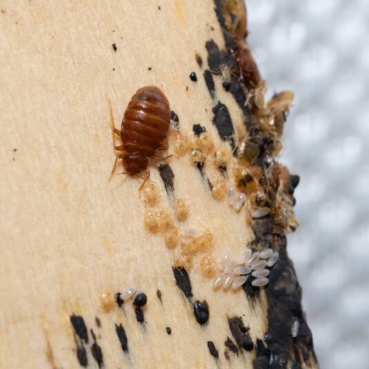 bed-bug-eggs