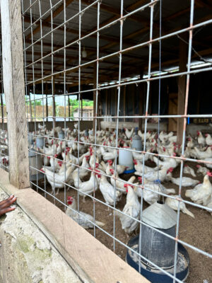 C0A80B89-18A4-4F71-B62A-73681F70869C