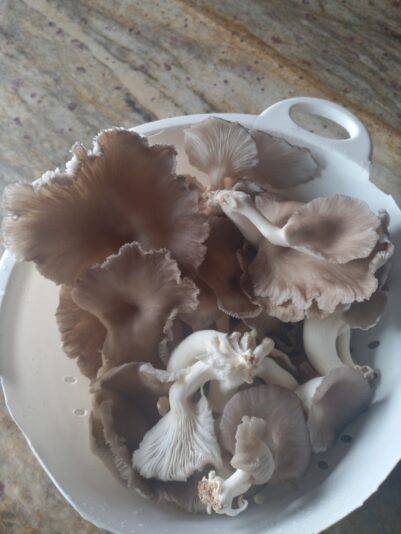 0b788c81-5c8f-45a3-ae27-df9f450f7dd4