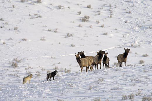 wolves-stalking-elk-Yellowstone-4