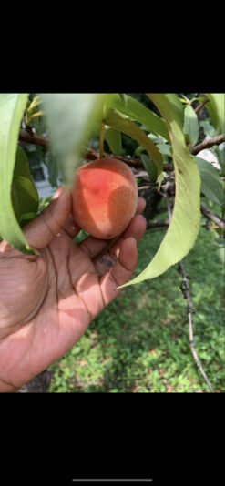 D5999AF6-DAB1-4A19-BB03-E4D3BB076D6D