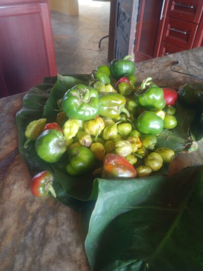 26b6b9cc-1f4b-47ad-9d89-663f68430dd5