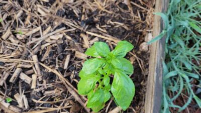 06-15-2025_Abibitumi_Tour_1-1