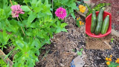 06-15-2025_Abibitumi_Tour_2-1