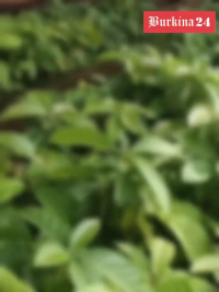 AQPk8DV4r0MSEExQ5GTw62dFZjowqGUU1E245Z9E2NmqCX_mTCEKnQHmG97g9Zi