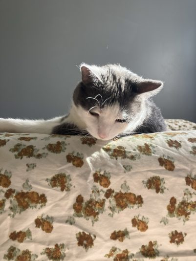 27AFBB6B-4DB6-4596-BC06-337E4EC3EA37