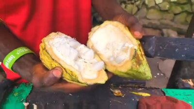 Ghana_is_the_leading_producer_of_quality_cocoa_beans_in_the_world