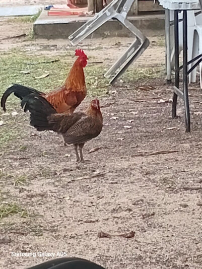 Gwada Foto 2026 - Ruusta an en fowl_2