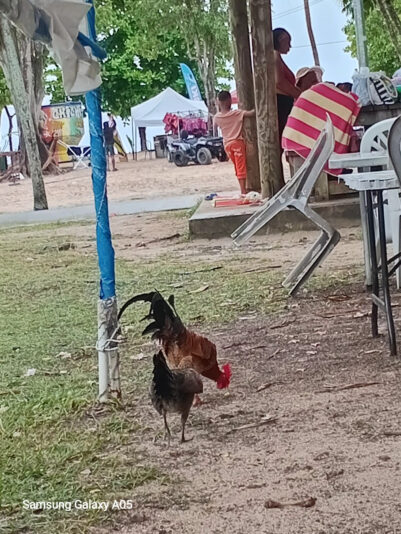 Gwada Foto 2026 - Ruusta an en fowl