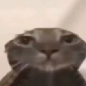 Profile photo of Sarah