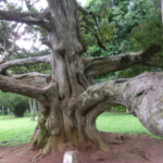 Profile photo of Amma